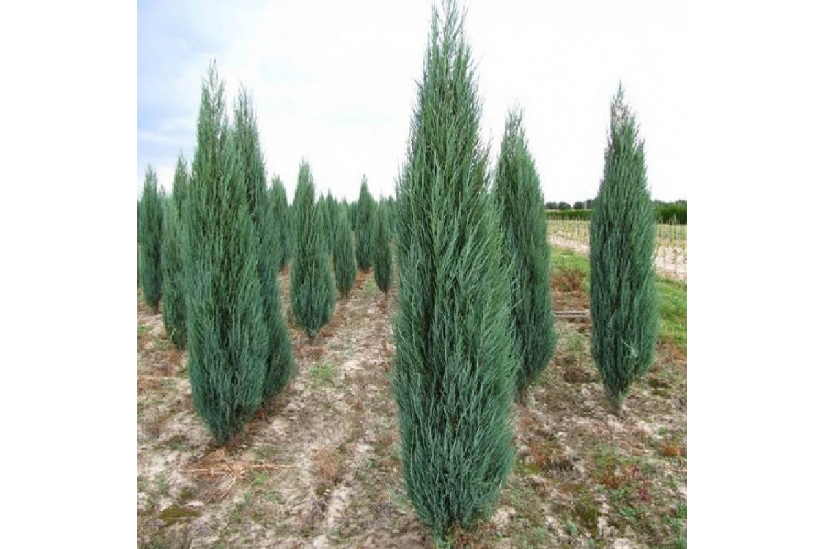 Скальный блю эрроу. Скальный блю эрроу. Можжевельник эроу блю эрроу. Можжевельник скальный блю эрроу (blue arrow). Можжевельник блю эрроу.