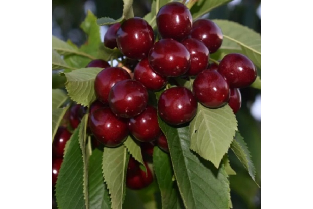 Черешня ярославна. Черешня сюбаровская. Черешня ипуть дерево. Черешня тютчевка дерево. Черешня содержание.