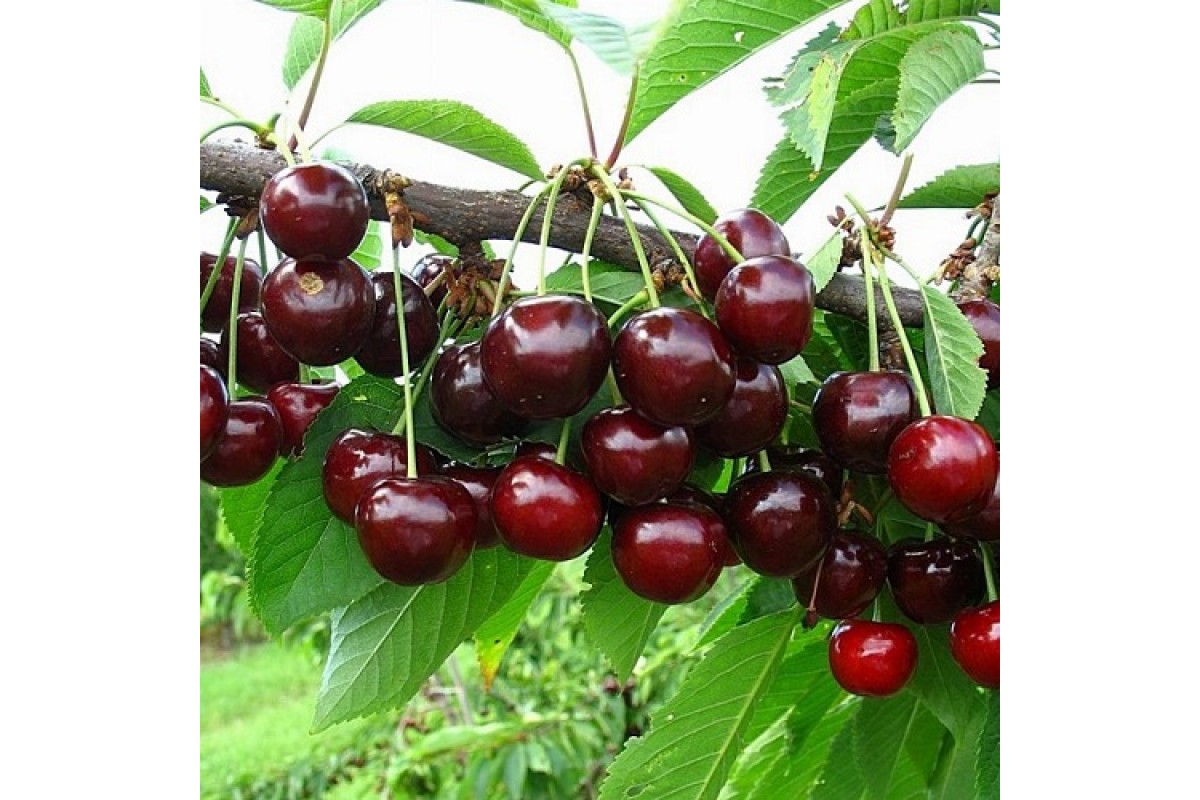 Ярославна сорт черешни. Вишня обыкновенная. Черешня оленька описание сорта. Черешня тютчевка. Дюк факел вишня черевишня.