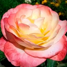 Роза чайно-гибридная Белла Перла 