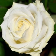 Роза чайно-гибридная Вайт Шоколад