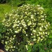 Лапчатка кустарниковая Primrose Beauty