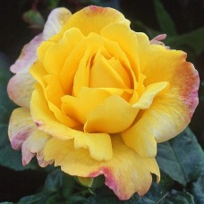 Роза флорибунда Чайнатаун