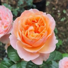 Роза  чайно-гибридная Вувузела Свит